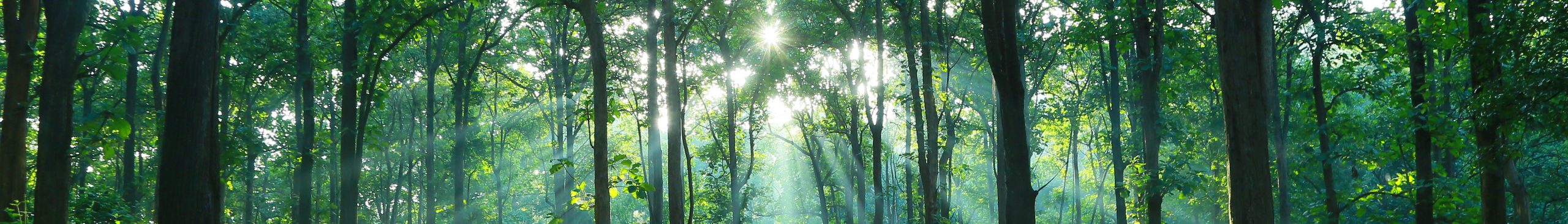 Teak Forest Lights